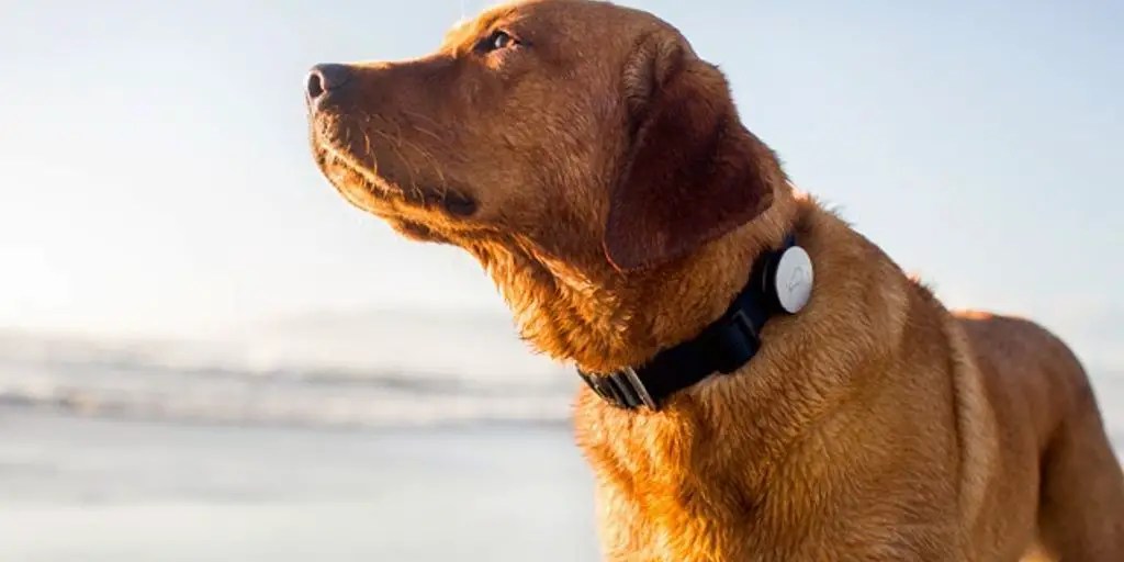 The Best Dog Collars For Labs Comfort And Style