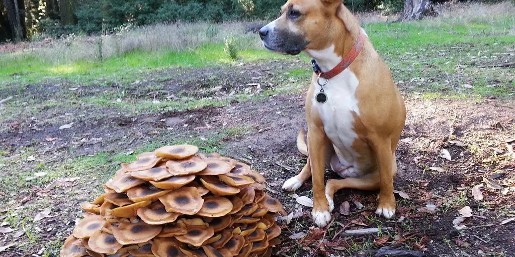 Can Dogs Eat Mushrooms? The Safe/Unsafe List