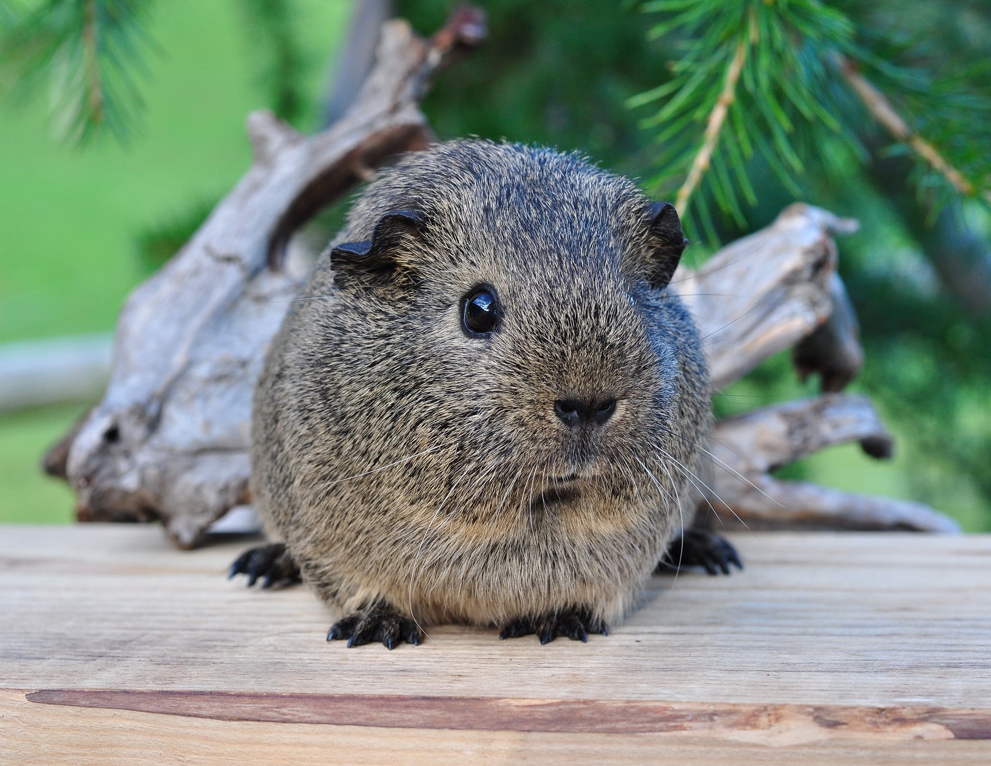 How Do Guinea Pigs See? [All We Know About Guinea Pig Vision]