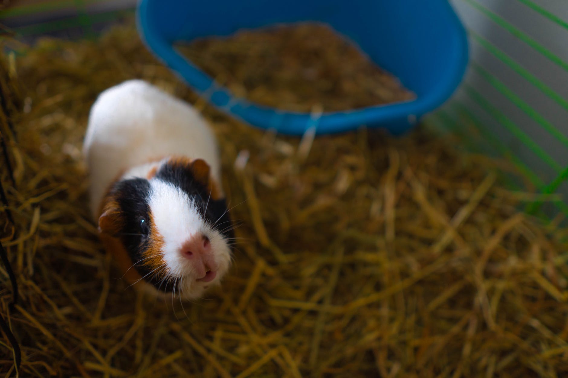 10 Pros & Cons Of Owning A Guinea Pig As A Pet