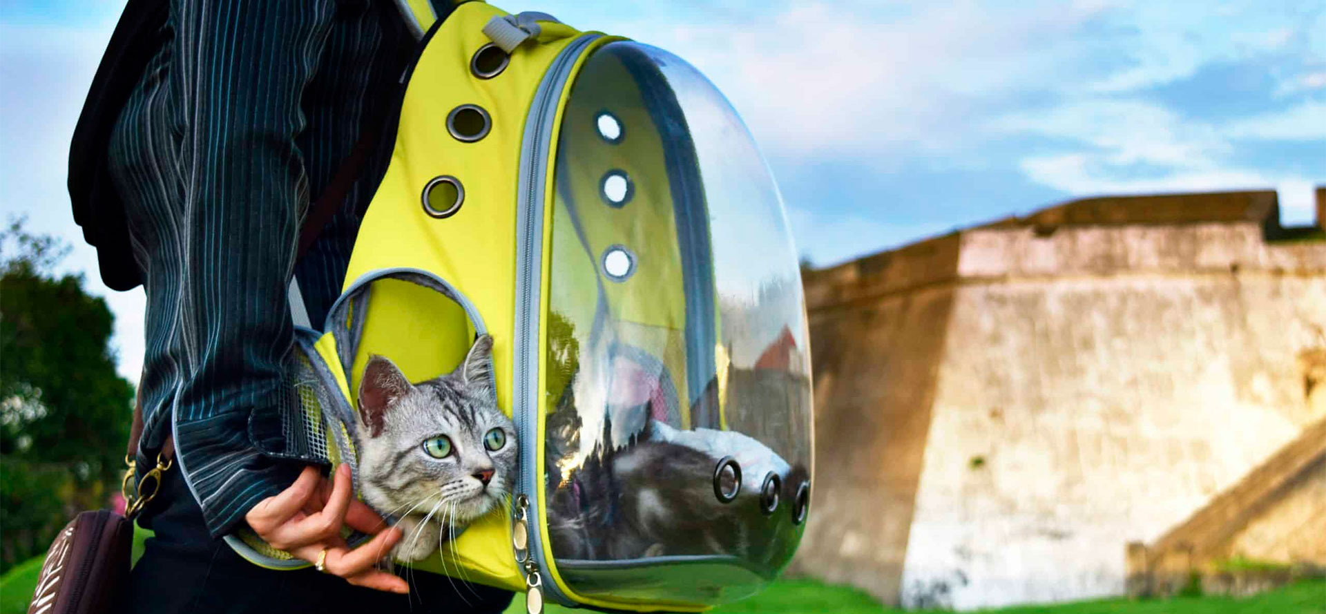 Top Rated Cat Backpack of 2024 😍 Best Cat Carrier Backpack on