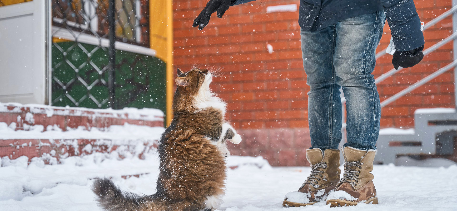 Cat Behavior Training (2024) Types & Tips