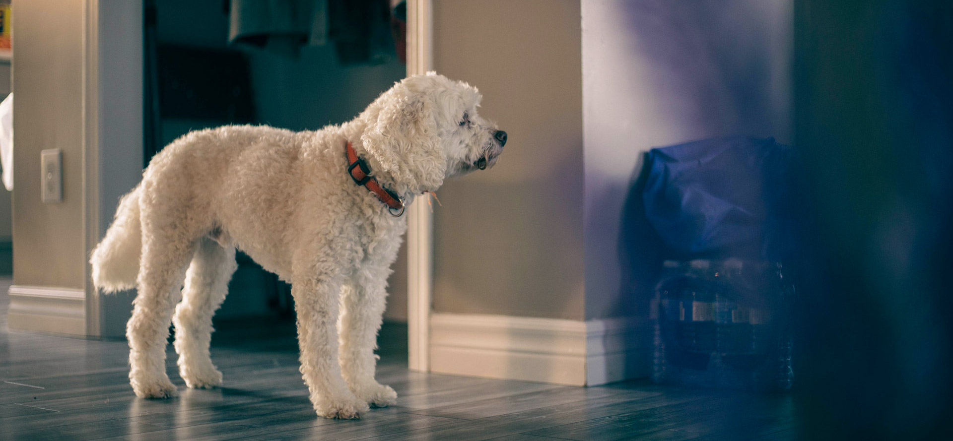 Dog Behavior Types & Changes Reasons