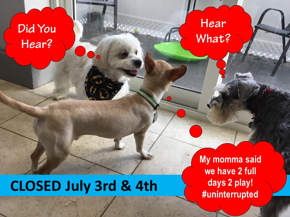 My Pet Laundry My Pet Laundry