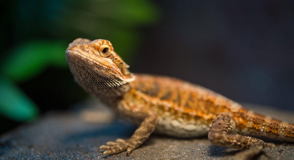 Top 12 Fun Bearded Dragon Facts for Kids