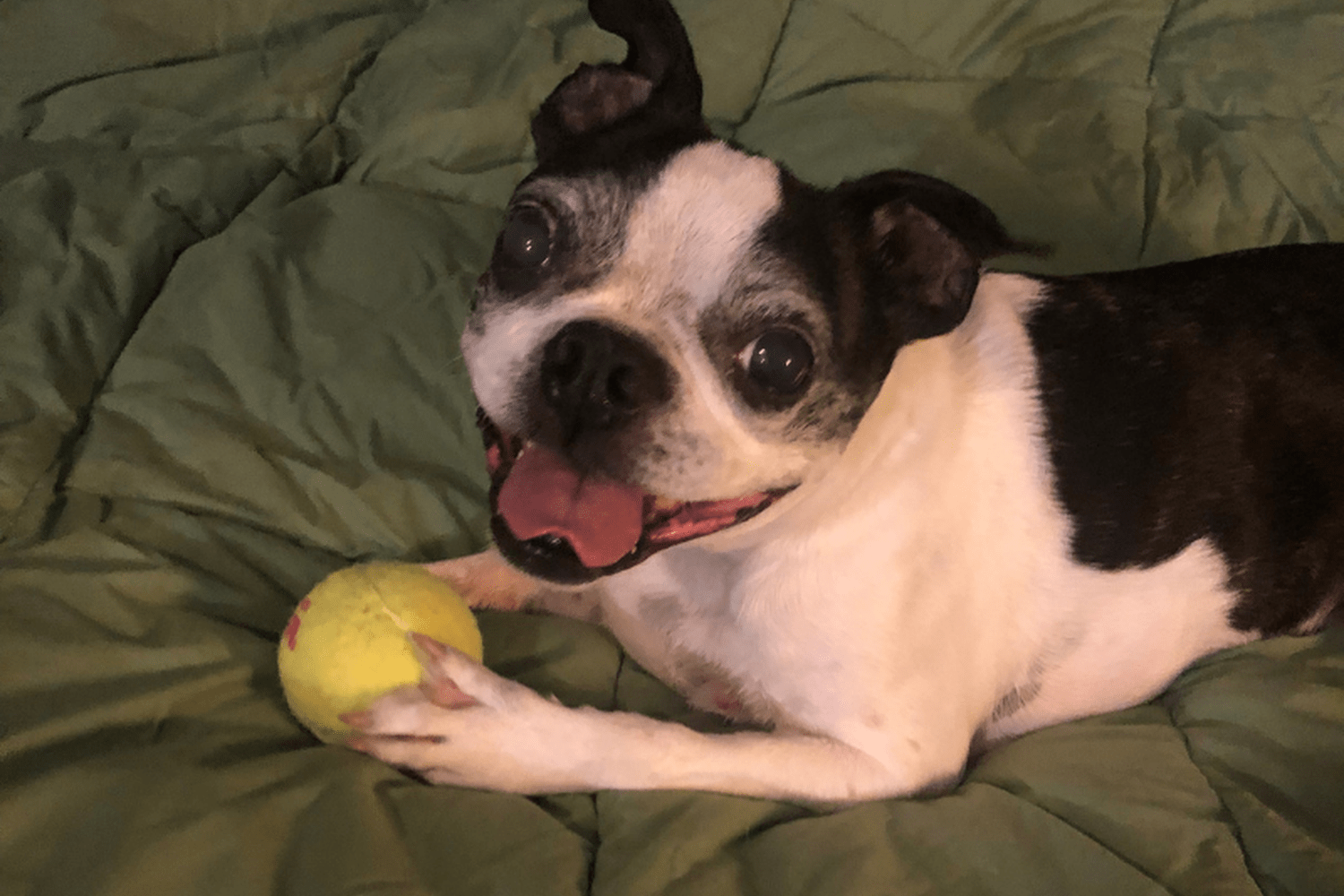 Senior Dog Rescue of Oregon review in Corvallis, Oregon MyPetMaps