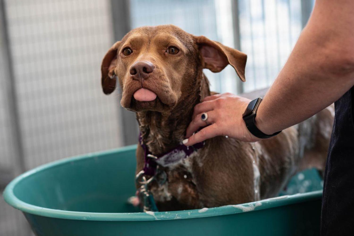 Best Friends Lifesaving Center review in Salt Lake City, Utah MyPetMaps