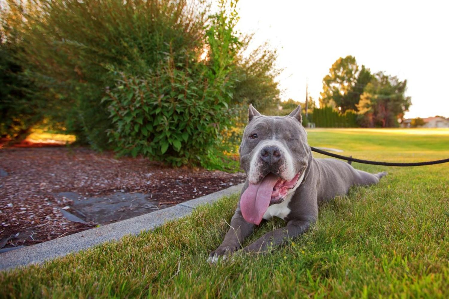 Best Friends Lifesaving Center review in Salt Lake City, Utah MyPetMaps