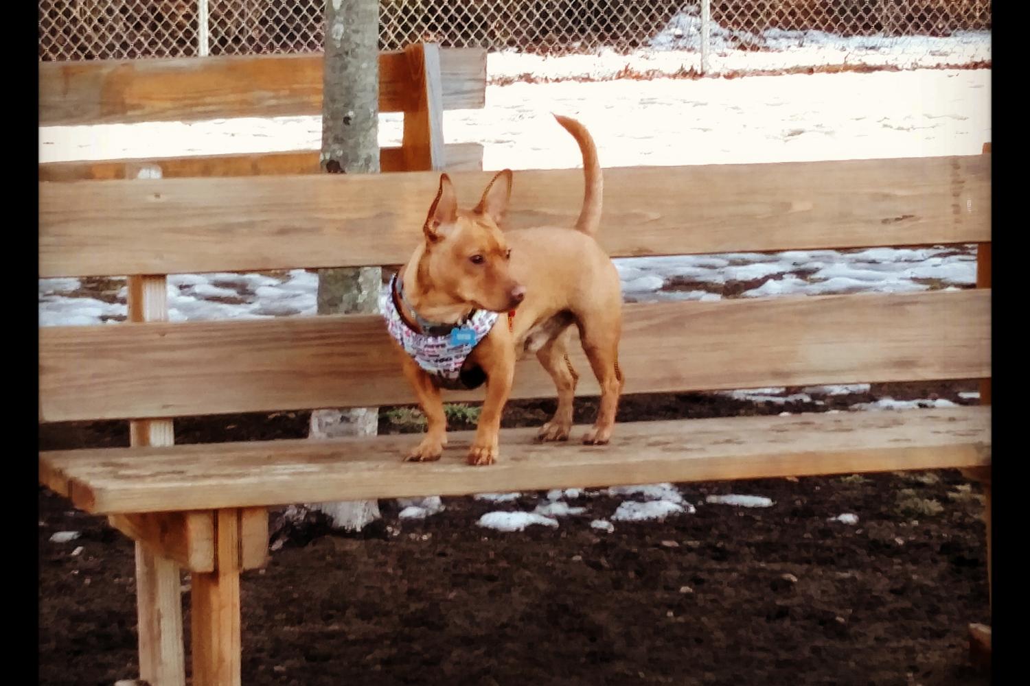 Attleboro Dog Park review in Attleboro, Massachusetts MyPetMaps