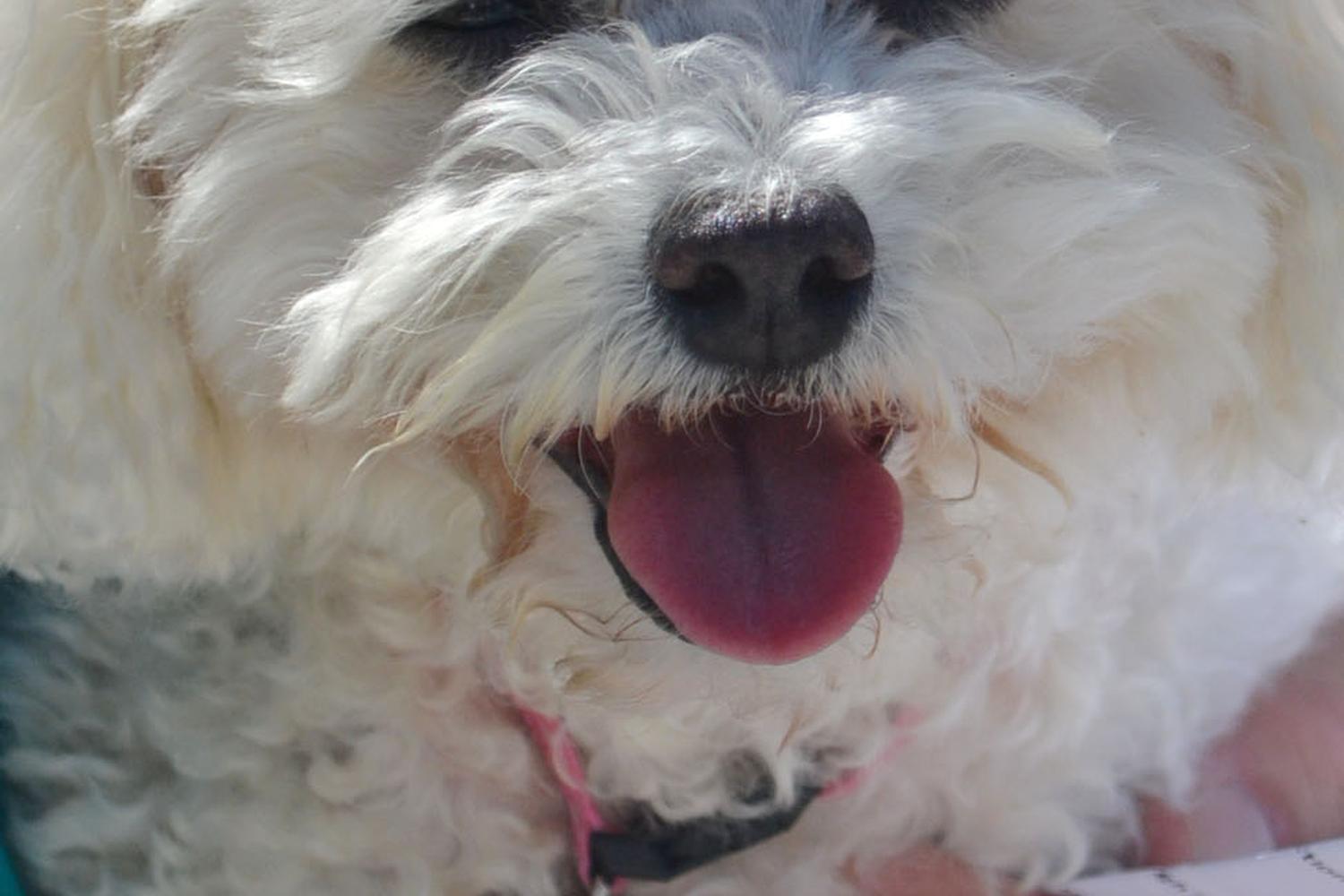 Apple Valley Civic Center Dog Park review in Apple Valley, California