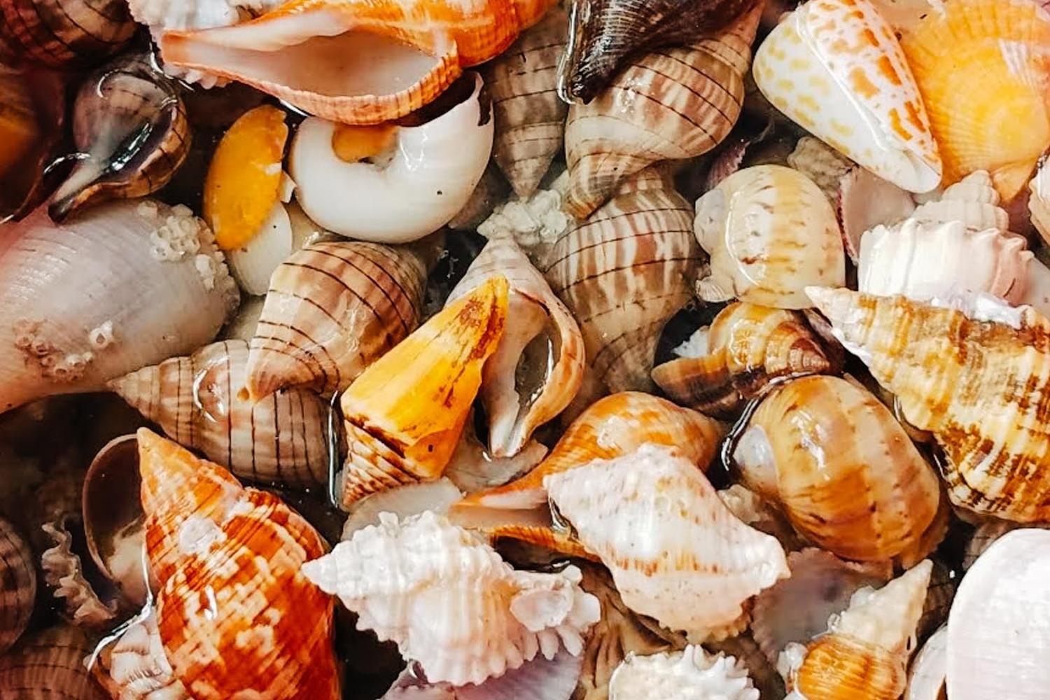 Seashell Kayak Tour to Kice Island review in Marco Island, Florida