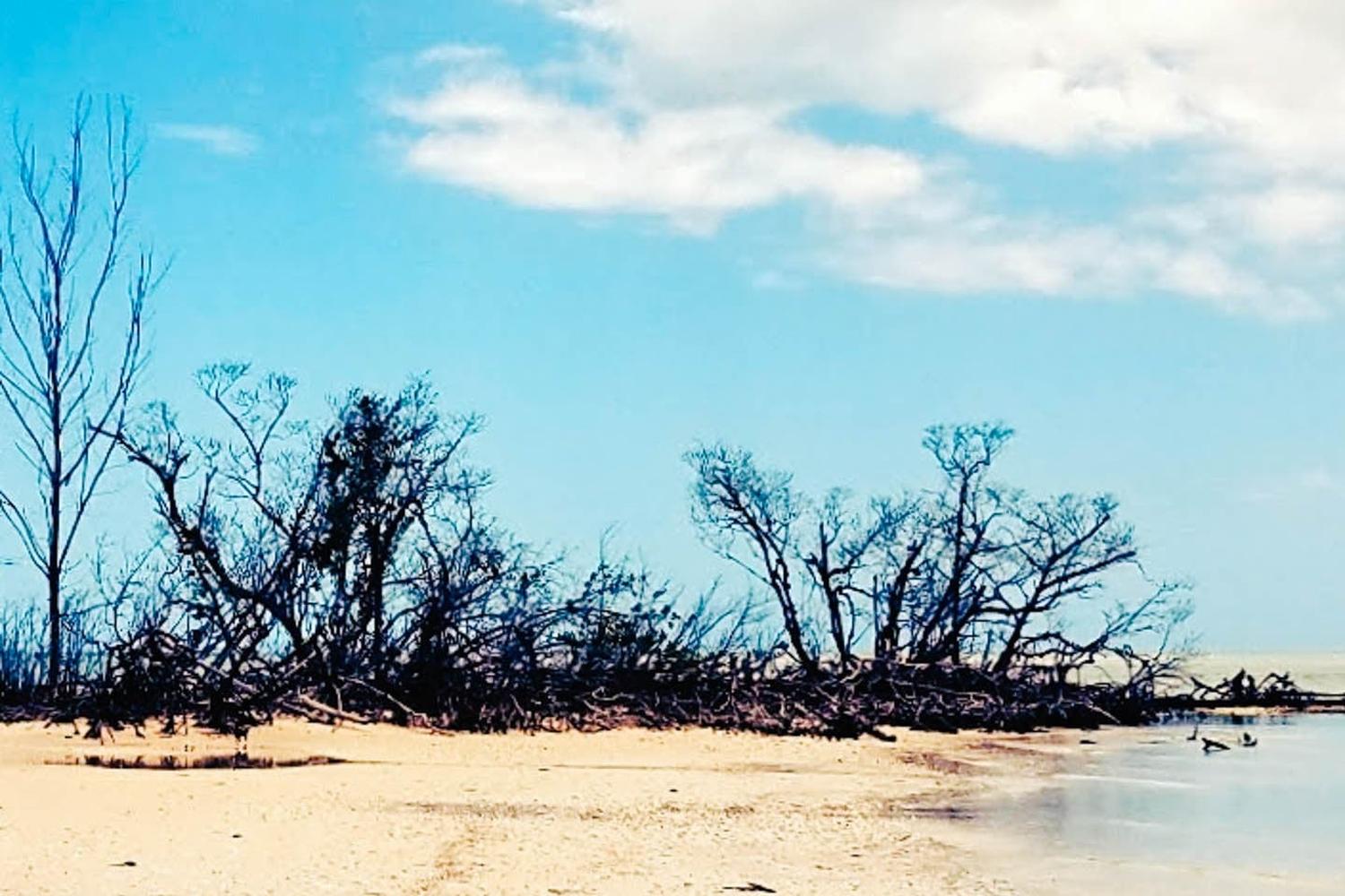 Seashell Kayak Tour to Kice Island review in Marco Island, Florida