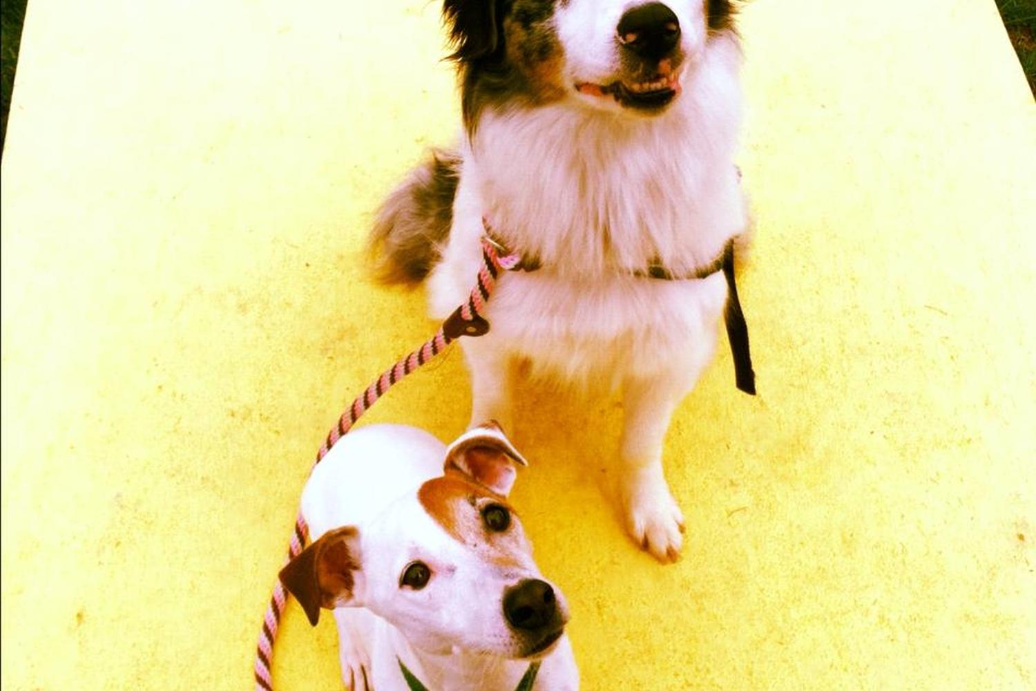 Splash 'N Dash K9 Sports review in Plum, Pennsylvania MyPetMaps