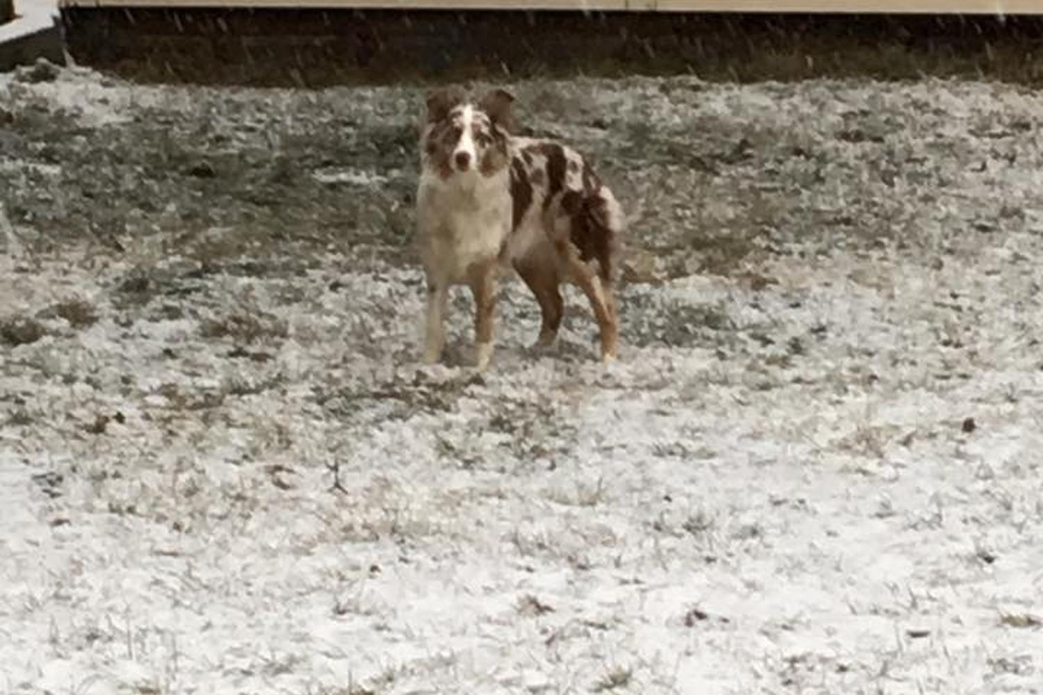 Splash 'N Dash K9 Sports review in Plum, Pennsylvania MyPetMaps