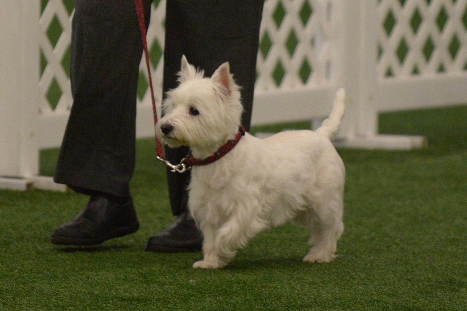 Splash 'N Dash K9 Sports review in Plum, Pennsylvania MyPetMaps