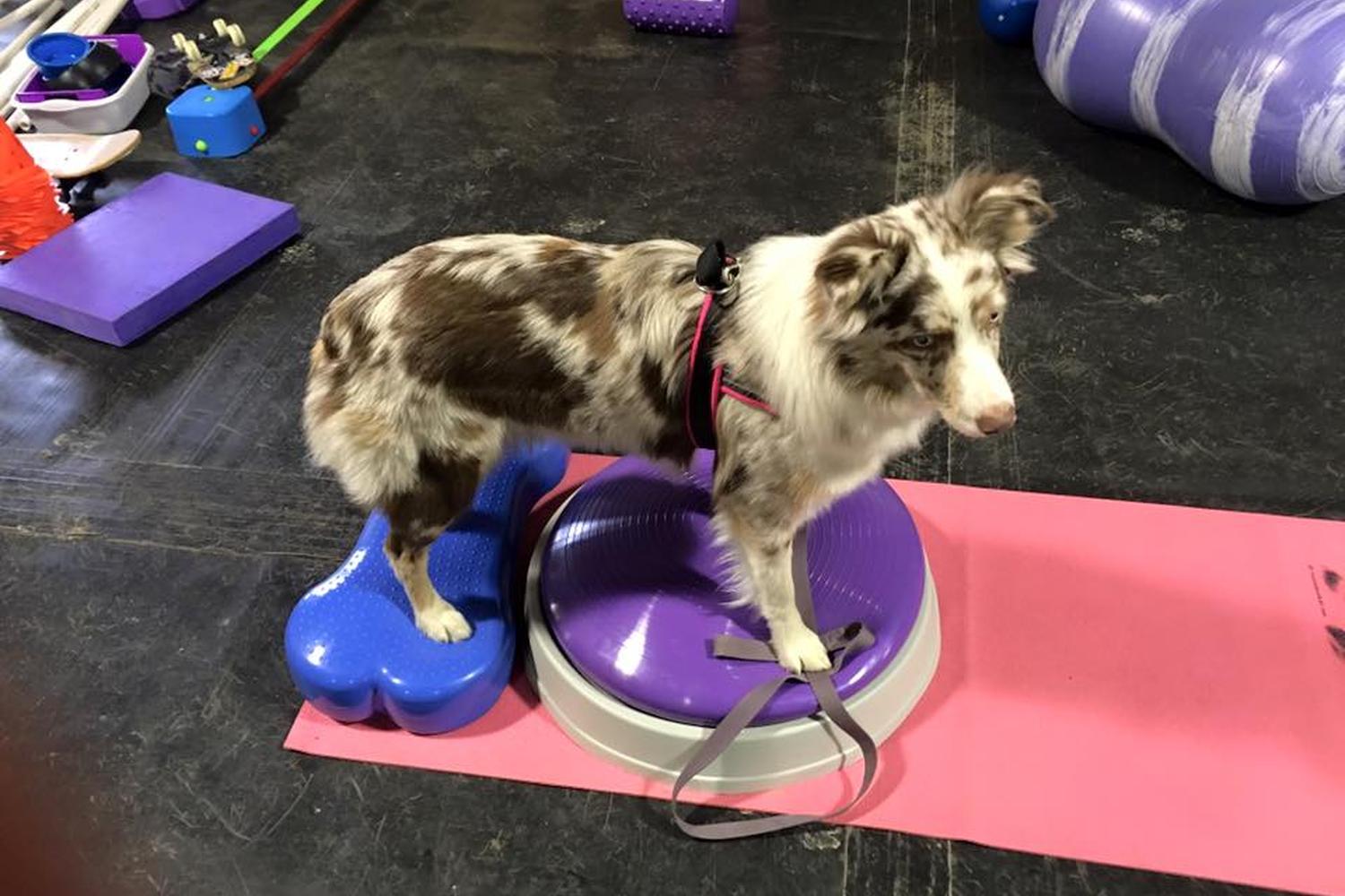 Splash 'N Dash K9 Sports review in Plum, Pennsylvania MyPetMaps