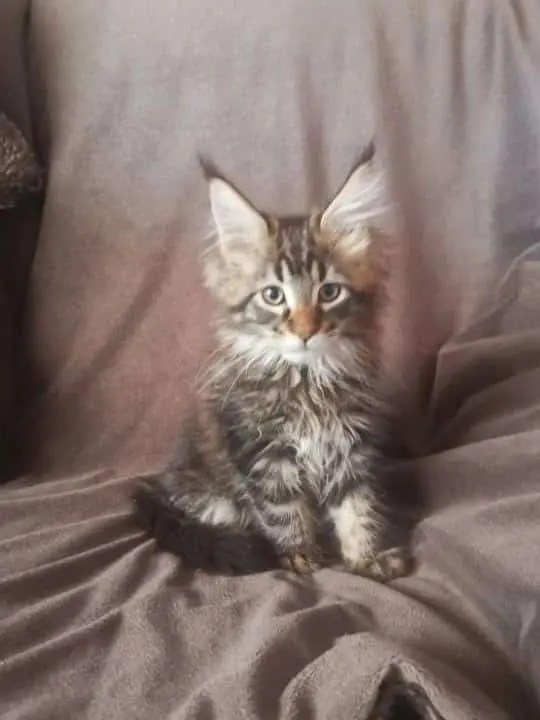 Milo’s The Maine Man! October 2021 My Pet Matters