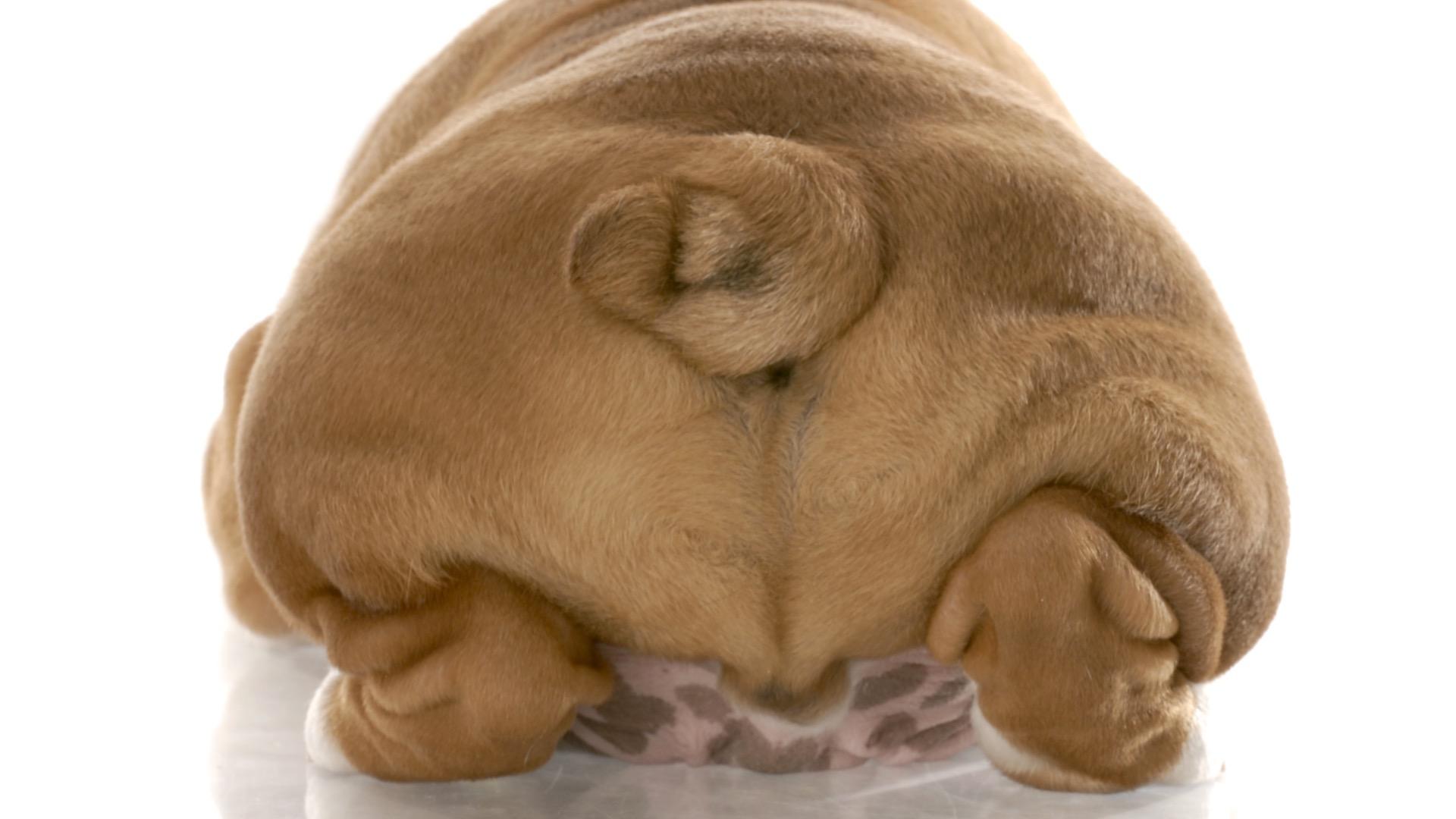 Why Does My Dog Dig In Corners