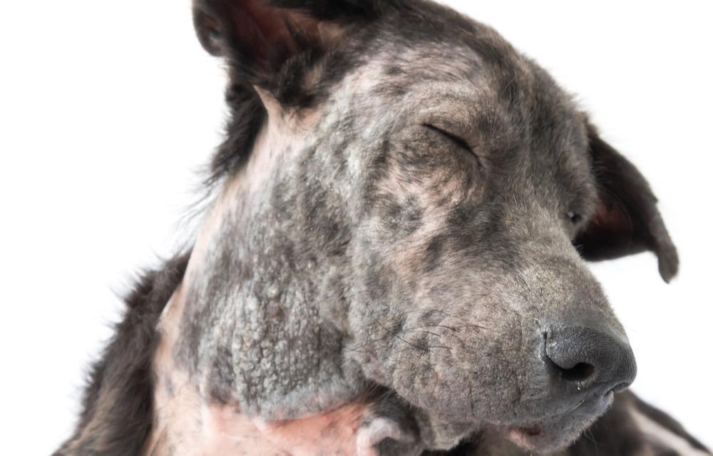 5 Reasons for Alopecia in Pets My Pet Nutritionist