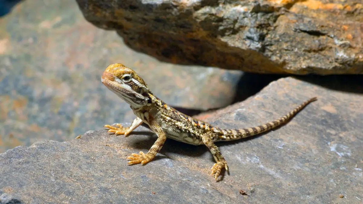 How to Select the Perfect Pet Bearded Dragon? (Guide)