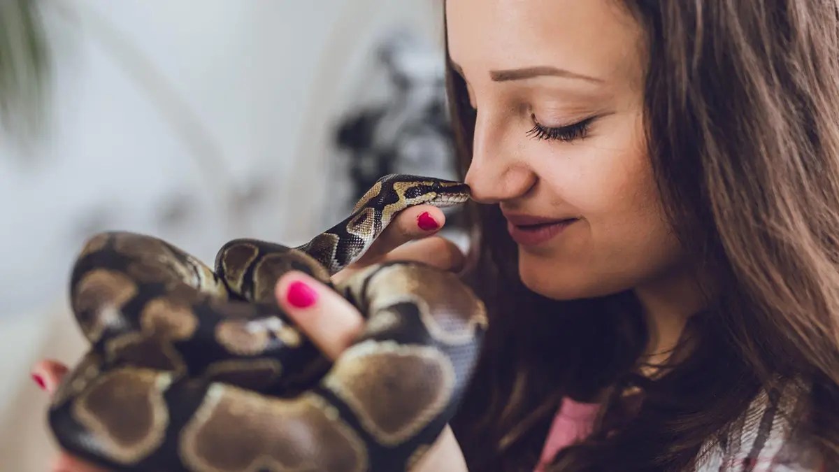 Ball Python Care Sheet Beginner's Guide