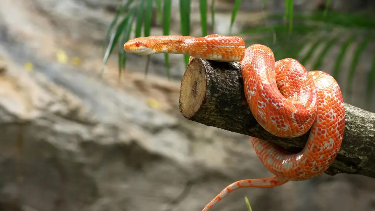 Corn Snake Care Sheet Care Guide for Beginners)