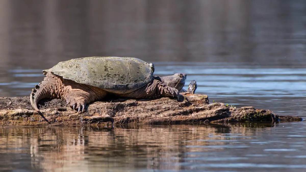 Common Snapping Turtle Habitat Checklist List)