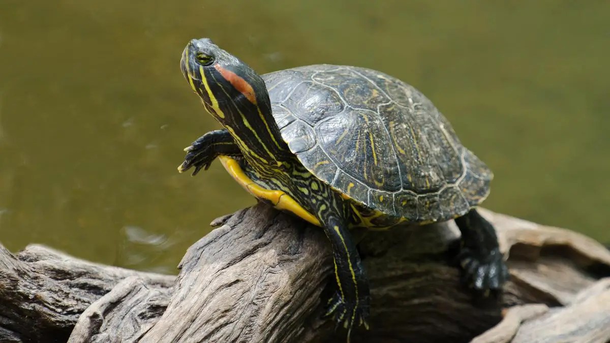 RedEared Sliders Checklist (Things Needed for Habitat Setup)