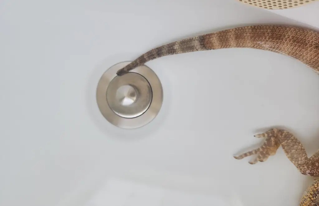 Bearded Dragon Tail Rot Signs, Causes & Treatment