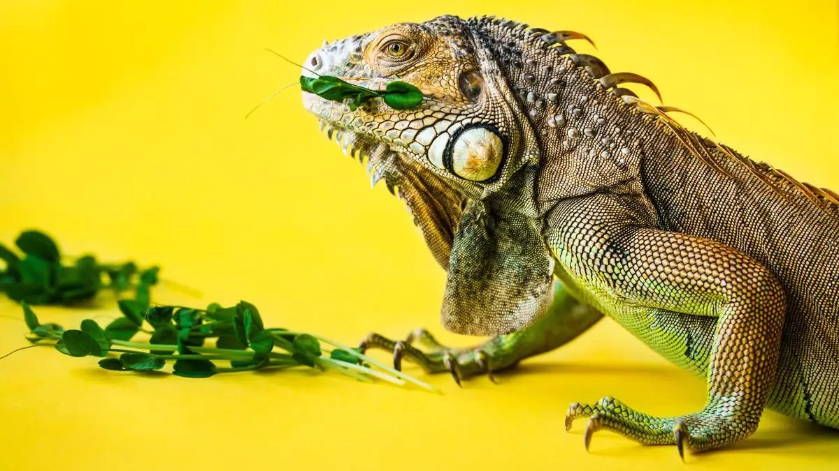 What Do Iguanas Eat? A Healthy Diet for Your Pet Iguana