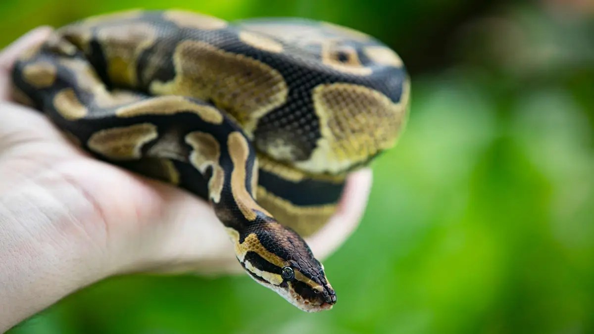 How Big Do Ball Pythons Get Size And Weight Guide vrogue.co