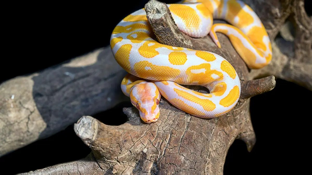 Albino Ball Python Care Guide, Lifespan, Diet, and More