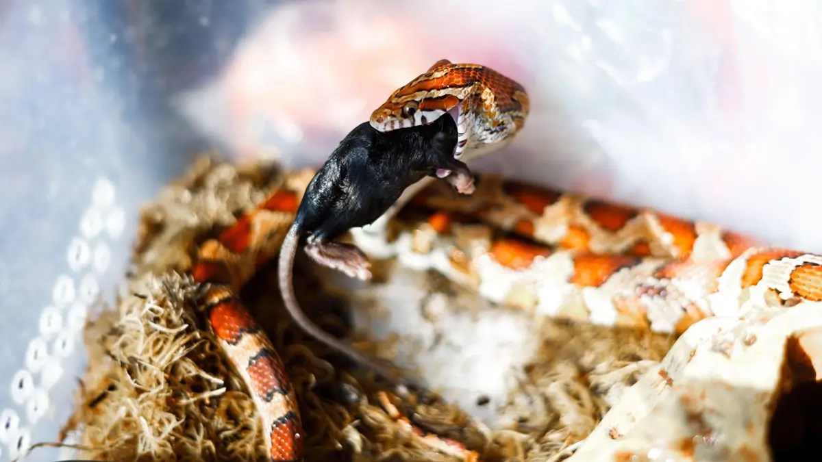 Ball Python Diet What Do Ball Python Eat?