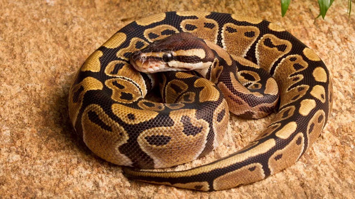 Top 50 Most Popular Ball Python Morphs & Colors (With Pictures)