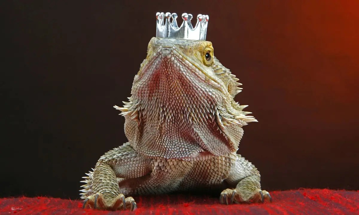 Bearded Dragon Habitat Checklist (Supplies & Decorations)