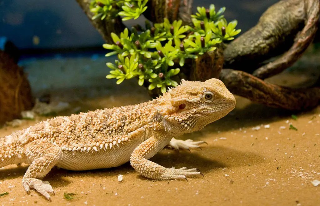 Bearded Dragon Poop Everything Things You Should Know