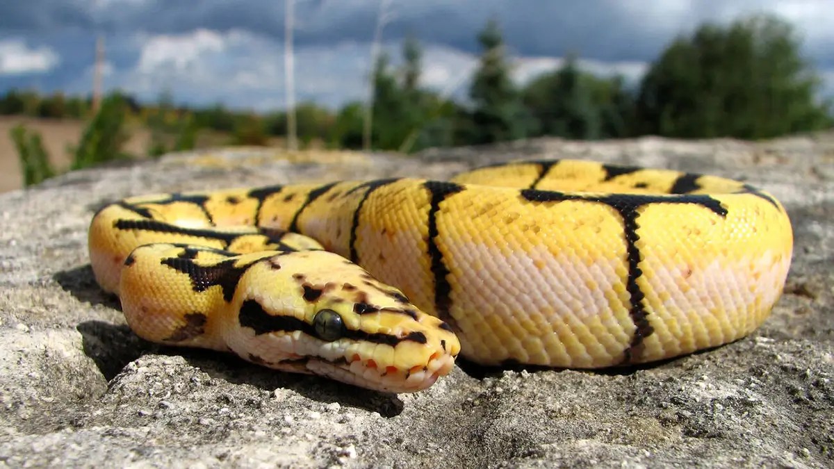 Are Ball Pythons Venomous? Do Ball Pythons Bite?