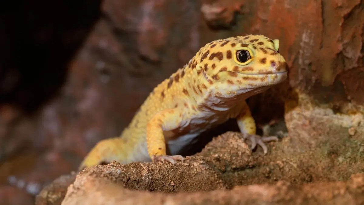 How Long Do Leopard Geckos Live? Lifespan in the Wild & Captivity