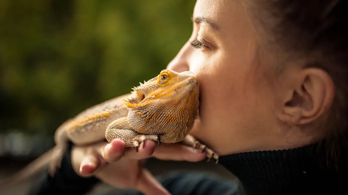 How Travel With a Bearded Dragon (Easy and StressFree Steps)
