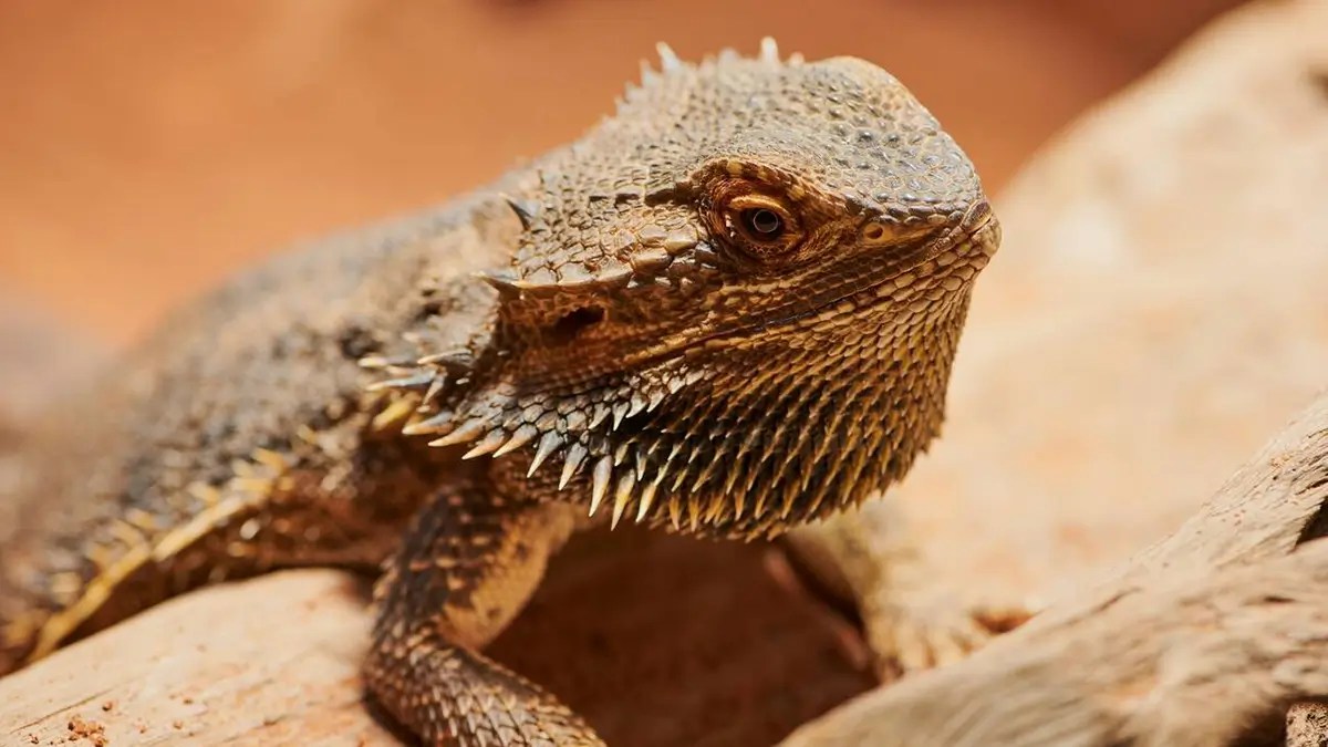 Why Do Bearded Dragons Puff Up (10 Reasons)