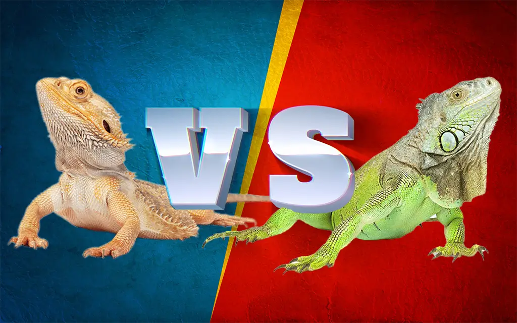 Bearded Dragon vs Iguana Differences, and Similarities