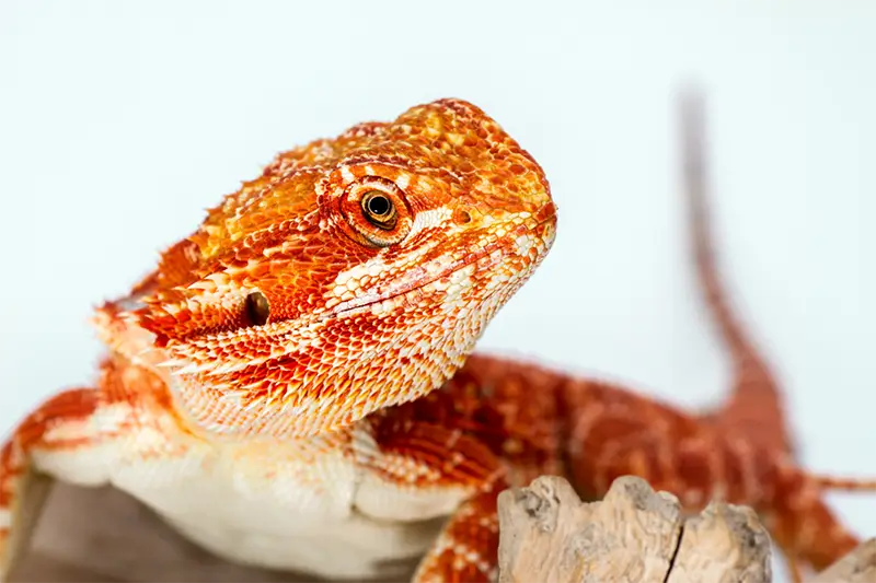 Fancy Bearded Dragons (The Ultimate Guide)