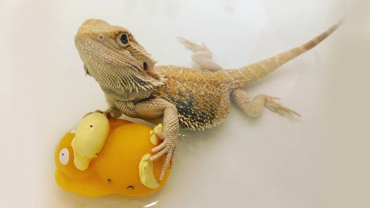 How to Bathe a Bearded Dragon? (7 Easy Steps)