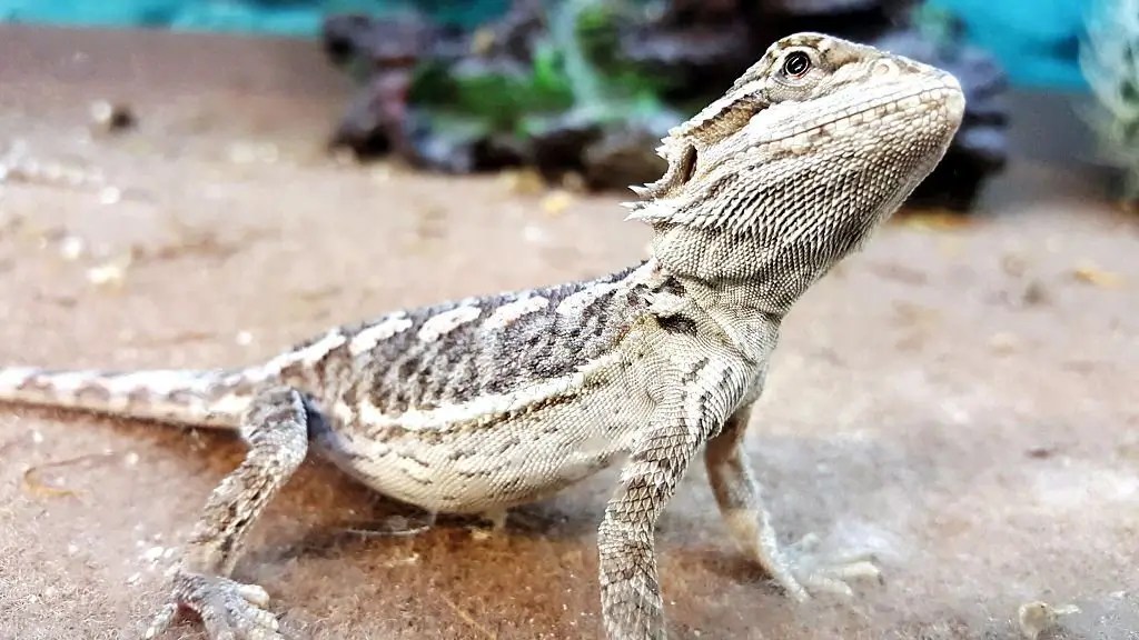 Can Bearded Dragons Eat Onions? (Explained)