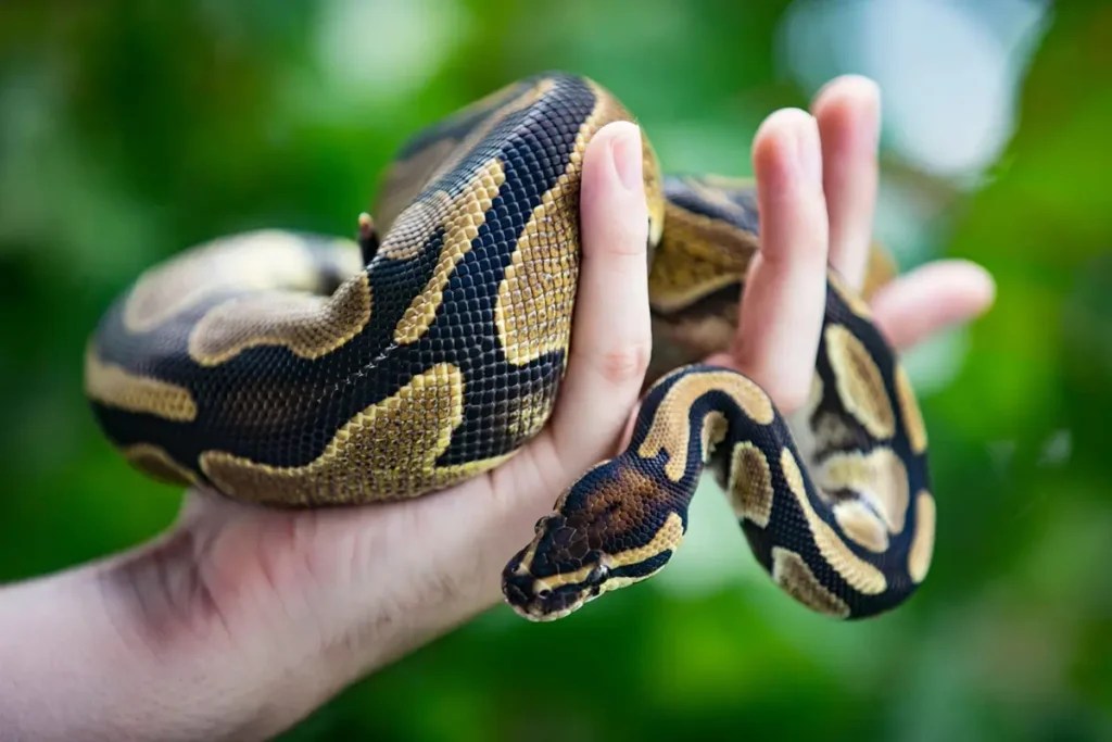 How to Tell if a Ball Python is Stressed? (16 Signs)