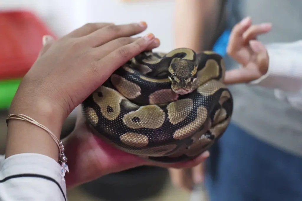 Ball Python Care Sheet Beginner's Guide