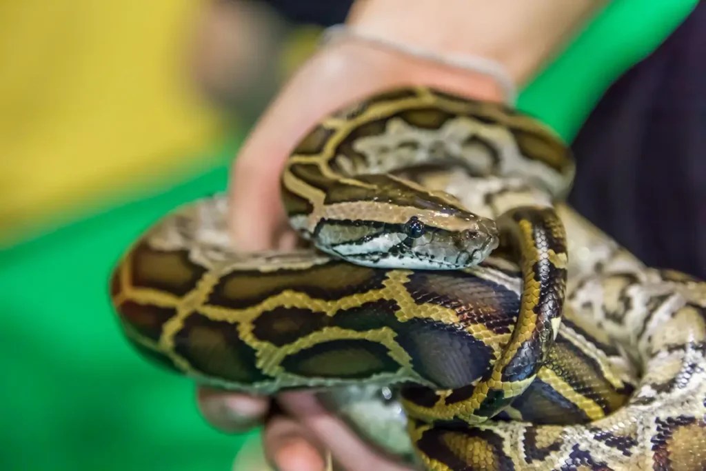 Ball Python Not Eating? 10 Reasons and Solutions