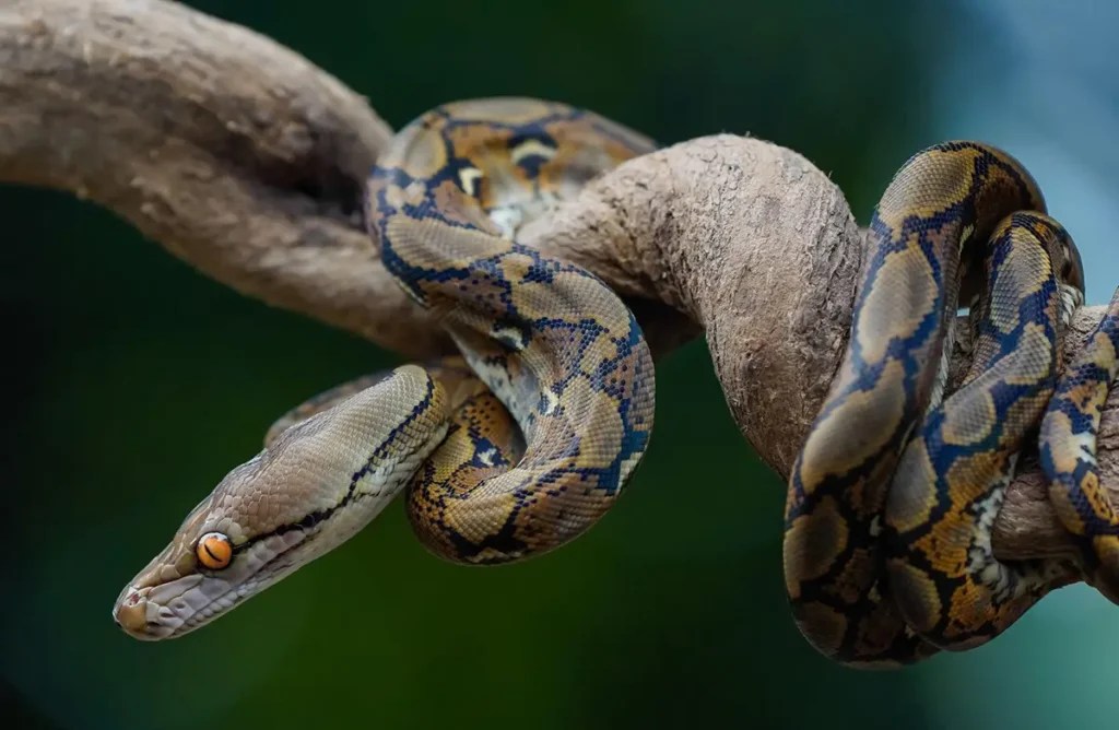 Ball Python Not Eating? 10 Reasons and Solutions