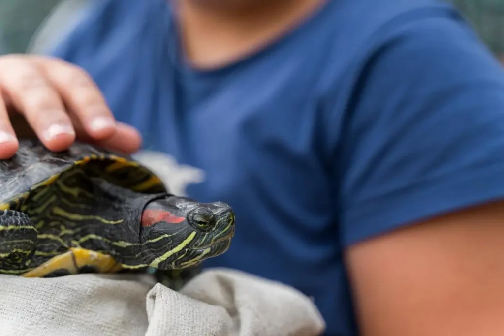 Red Eared Slider Care Sheet (A Beginner's Care Guide)
