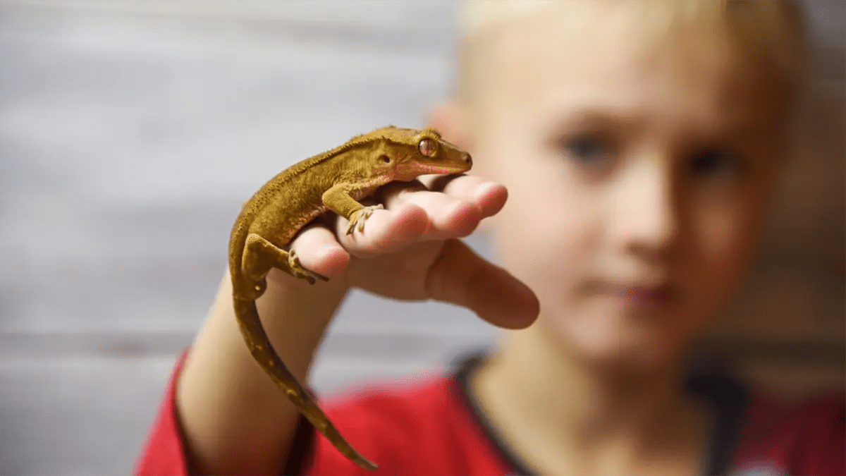 Crested Gecko Handling 101 StepbyStep Guide for Beginners